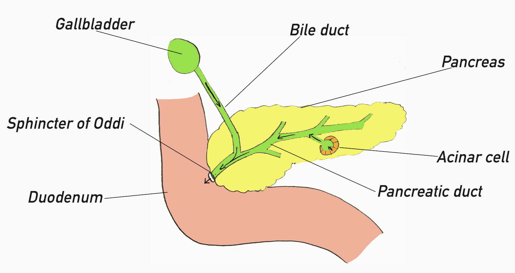 Acinar celss